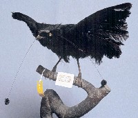 藏品(勞氏六線風鳥)的圖片